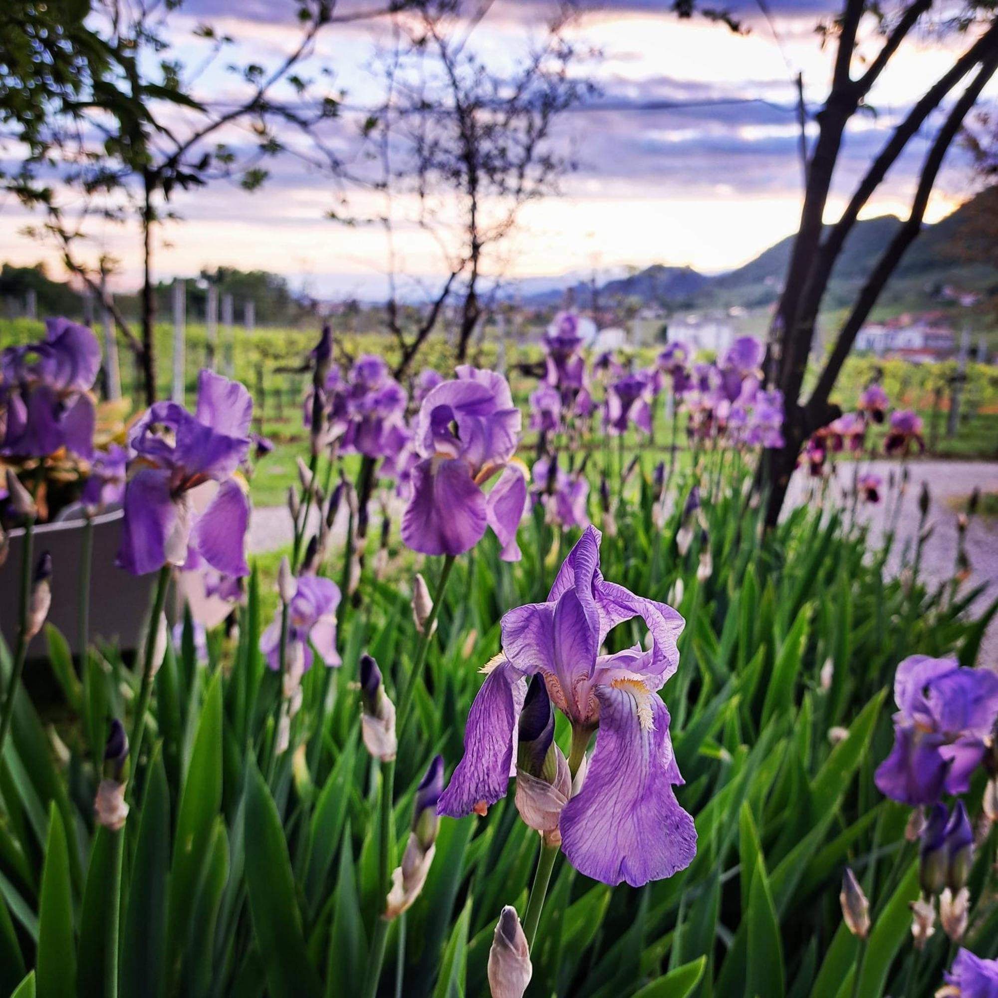 Casadesergio Refrontolo Exteriér fotografie